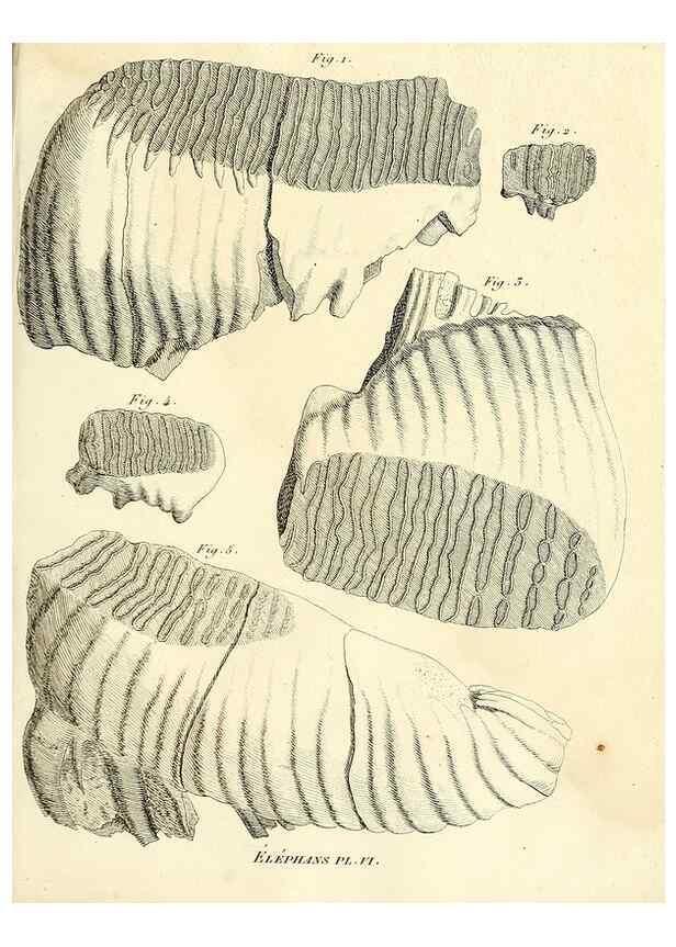 Reproducción/Reproduction 49065329977: Recherches sur les ossemens fossiles de quadrupèdes. Paris :Deterville,1812.. 