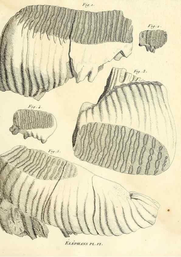 Reproducción/Reproduction 49065329977: Recherches sur les ossemens fossiles de quadrupèdes. Paris :Deterville,1812.. 