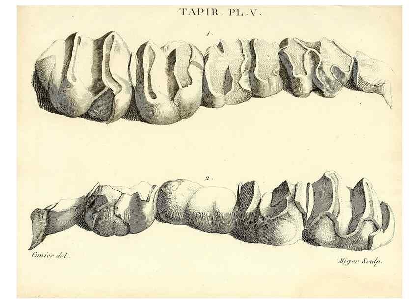 Reproducción/Reproduction 49065326872: Recherches sur les ossemens fossiles de quadrupèdes. Paris :Deterville,1812.. 