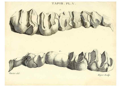 Reproducción/Reproduction 49065326872: Recherches sur les ossemens fossiles de quadrupèdes. Paris :Deterville,1812.. 