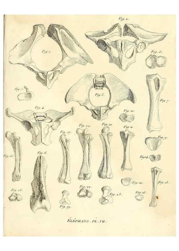 Reproducción/Reproduction 49065330312: Recherches sur les ossemens fossiles de quadrupèdes. Paris :Deterville,1812.. 