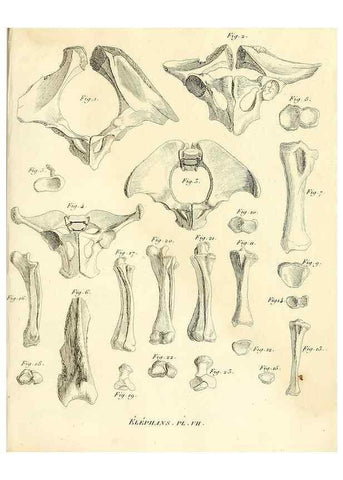 Reproducción/Reproduction 49065330312: Recherches sur les ossemens fossiles de quadrupèdes. Paris :Deterville,1812.. 