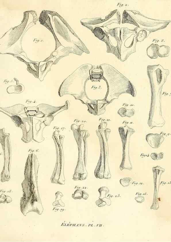 Reproducción/Reproduction 49065330312: Recherches sur les ossemens fossiles de quadrupèdes. Paris :Deterville,1812.. 