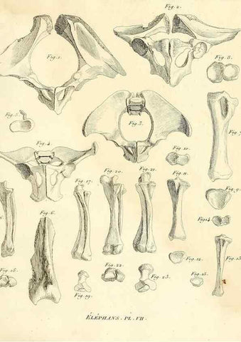 Reproducción/Reproduction 49065330312: Recherches sur les ossemens fossiles de quadrupèdes. Paris :Deterville,1812.. 