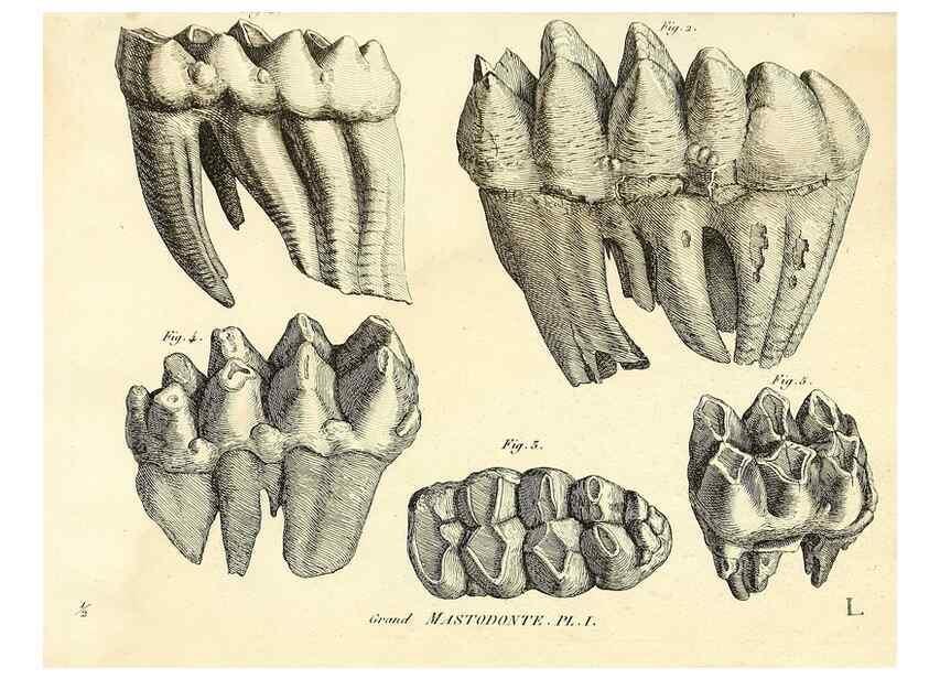 Reproducción/Reproduction 49065331127: Recherches sur les ossemens fossiles de quadrupèdes. Paris :Deterville,1812.. 