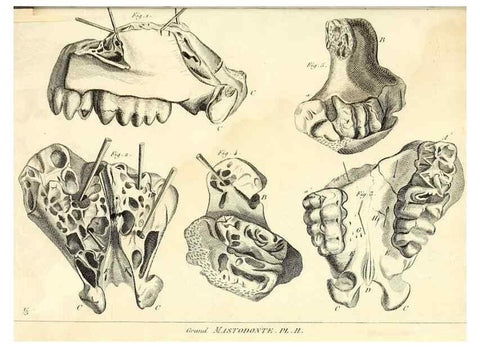 Reproducción/Reproduction 49065118781: Recherches sur les ossemens fossiles de quadrupèdes. Paris :Deterville,1812.. 