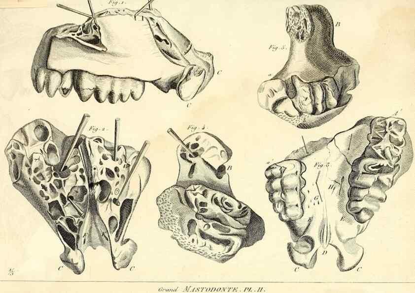 Reproducción/Reproduction 49065118781: Recherches sur les ossemens fossiles de quadrupèdes. Paris :Deterville,1812.. 