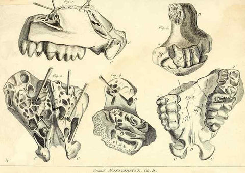 Reproducción/Reproduction 49065118781: Recherches sur les ossemens fossiles de quadrupèdes. Paris :Deterville,1812.. 