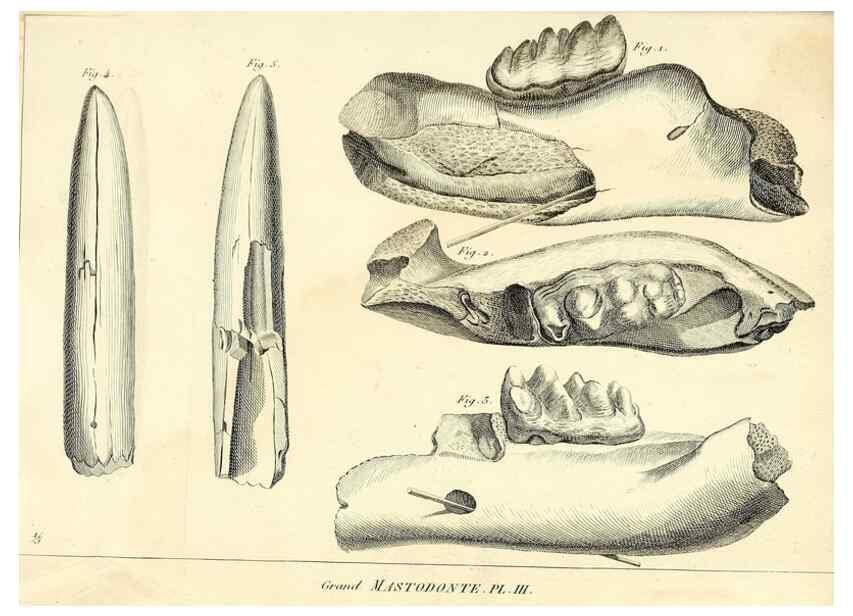 Reproducción/Reproduction 49065331882: Recherches sur les ossemens fossiles de quadrupèdes. Paris :Deterville,1812.. 