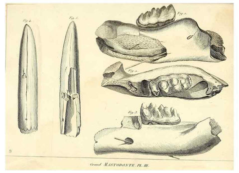 Reproducción/Reproduction 49065331882: Recherches sur les ossemens fossiles de quadrupèdes. Paris :Deterville,1812.. 