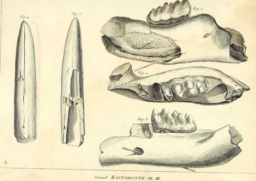 Reproducción/Reproduction 49065331882: Recherches sur les ossemens fossiles de quadrupèdes. Paris :Deterville,1812.. 