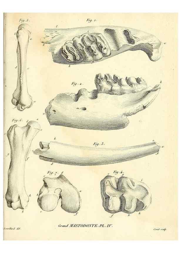 Reproducción/Reproduction 49064604643: Recherches sur les ossemens fossiles de quadrupèdes. Paris :Deterville,1812.. 