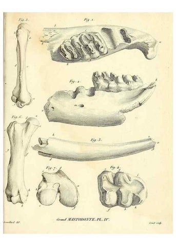 Reproducción/Reproduction 49064604643: Recherches sur les ossemens fossiles de quadrupèdes. Paris :Deterville,1812.. 