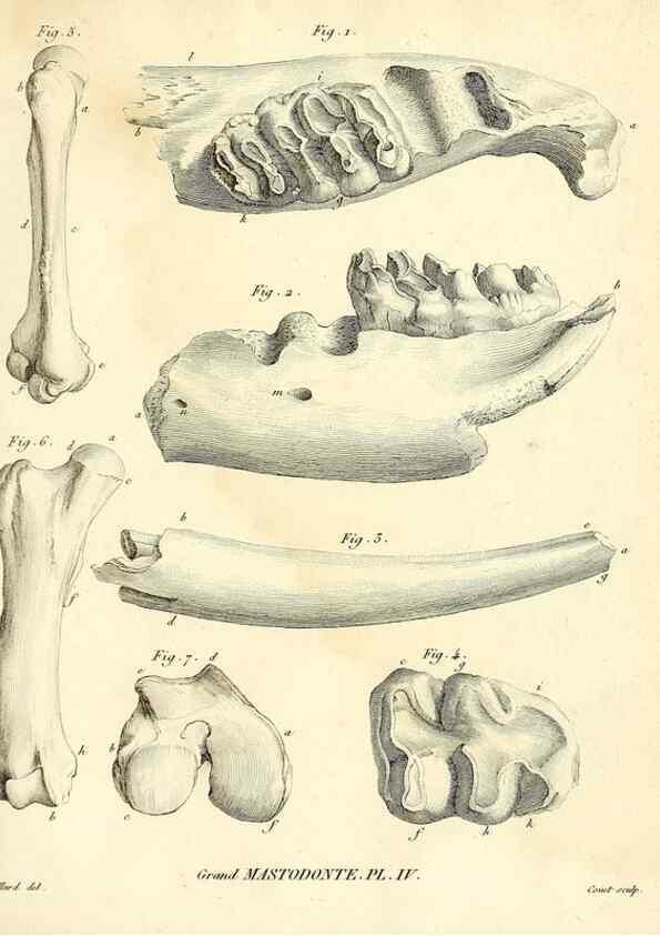 Reproducción/Reproduction 49064604643: Recherches sur les ossemens fossiles de quadrupèdes. Paris :Deterville,1812.. 