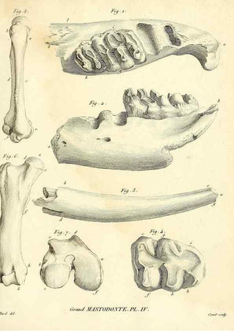 Reproducción/Reproduction 49064604643: Recherches sur les ossemens fossiles de quadrupèdes. Paris :Deterville,1812.. 