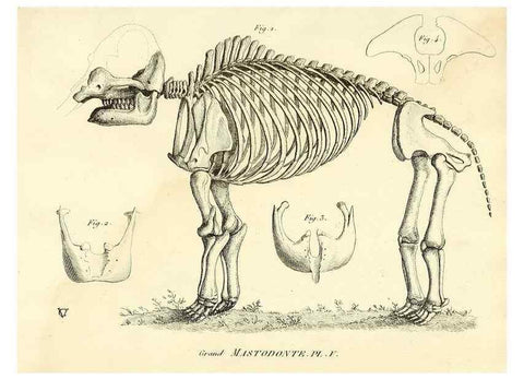 Reproducción/Reproduction 49065332587: Recherches sur les ossemens fossiles de quadrupèdes. Paris :Deterville,1812.. 