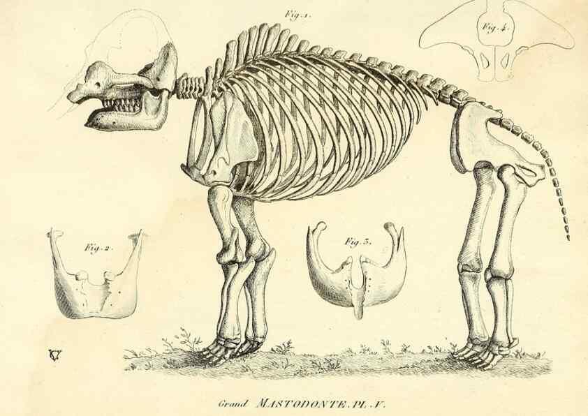 Reproducción/Reproduction 49065332587: Recherches sur les ossemens fossiles de quadrupèdes. Paris :Deterville,1812.. 