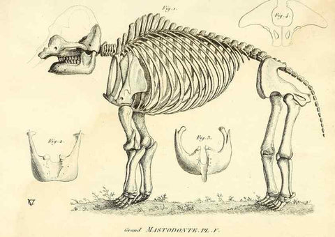 Reproducción/Reproduction 49065332587: Recherches sur les ossemens fossiles de quadrupèdes. Paris :Deterville,1812.. 