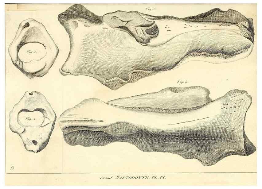 Reproducción/Reproduction 49064605358: Recherches sur les ossemens fossiles de quadrupèdes. Paris :Deterville,1812.. 