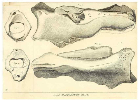 Reproducción/Reproduction 49064605358: Recherches sur les ossemens fossiles de quadrupèdes. Paris :Deterville,1812.. 