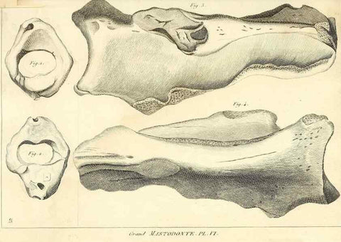 Reproducción/Reproduction 49064605358: Recherches sur les ossemens fossiles de quadrupèdes. Paris :Deterville,1812.. 