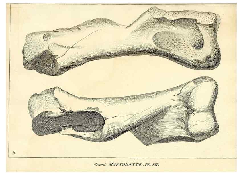 Reproducción/Reproduction 49065333372: Recherches sur les ossemens fossiles de quadrupèdes. Paris :Deterville,1812.. 