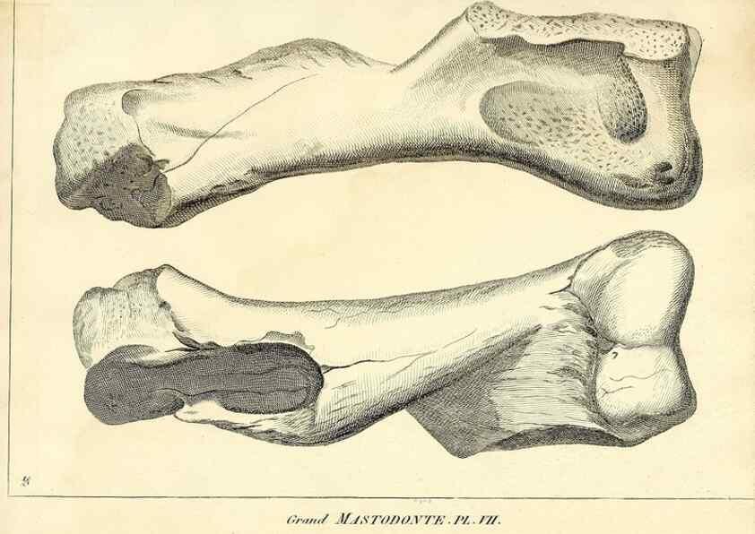 Reproducción/Reproduction 49065333372: Recherches sur les ossemens fossiles de quadrupèdes. Paris :Deterville,1812.. 