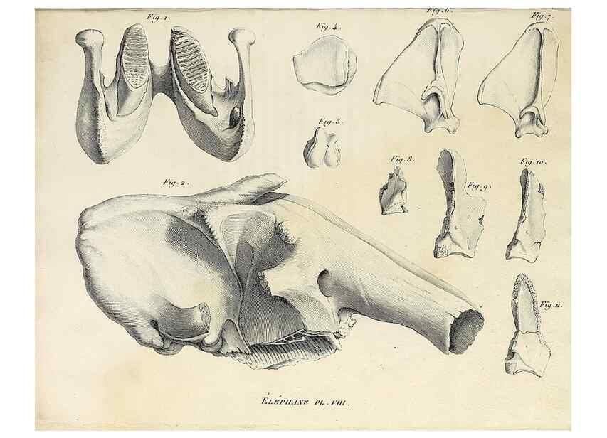Reproducción/Reproduction 49065330682: Recherches sur les ossemens fossiles de quadrupèdes. Paris :Deterville,1812.. 