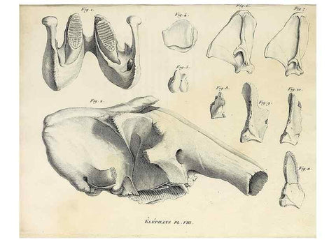 Reproducción/Reproduction 49065330682: Recherches sur les ossemens fossiles de quadrupèdes. Paris :Deterville,1812.. 