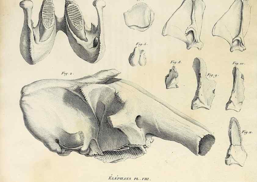 Reproducción/Reproduction 49065330682: Recherches sur les ossemens fossiles de quadrupèdes. Paris :Deterville,1812.. 