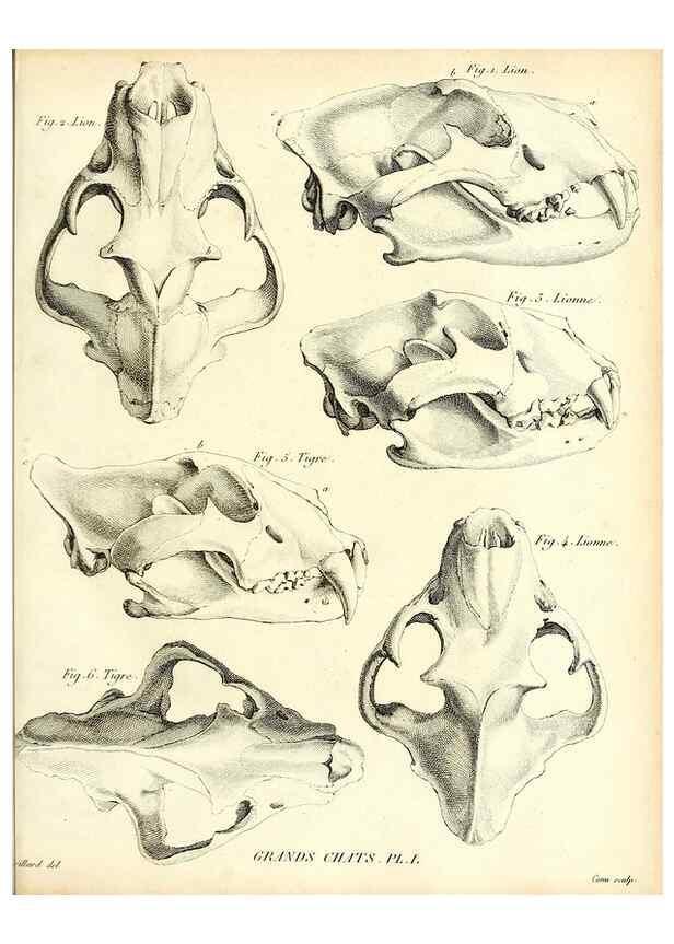 Reproducción/Reproduction 49064972833: Recherches sur les ossemens fossiles de quadrupèdes. Paris :Deterville,1812.. 
