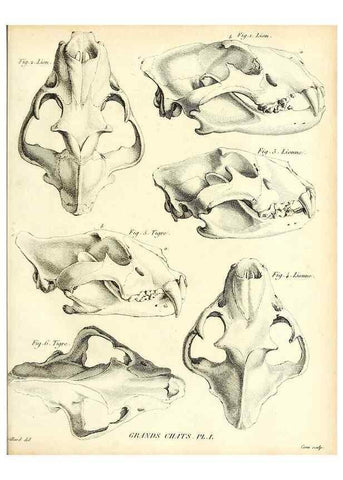 Reproducción/Reproduction 49064972833: Recherches sur les ossemens fossiles de quadrupèdes. Paris :Deterville,1812.. 