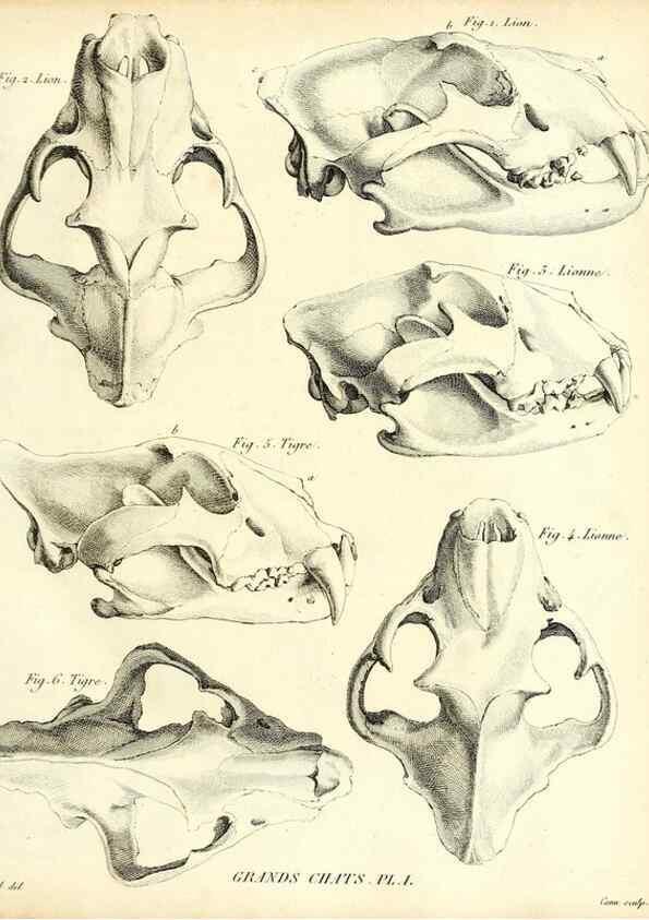 Reproducción/Reproduction 49064972833: Recherches sur les ossemens fossiles de quadrupèdes. Paris :Deterville,1812.. 