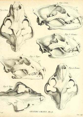 Reproducción/Reproduction 49064972833: Recherches sur les ossemens fossiles de quadrupèdes. Paris :Deterville,1812.. 