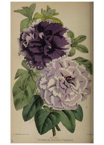 Reproducción/Reproduction 49059990368: The florist and pomologist.. London :""Journal of Horticulture"" Office,1863-1879.. 