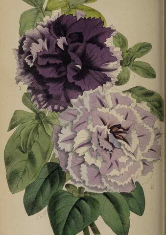 Reproducción/Reproduction 49059990368: The florist and pomologist.. London :""Journal of Horticulture"" Office,1863-1879.. 