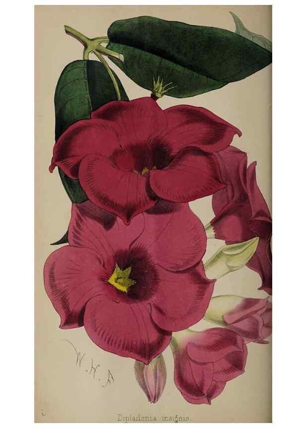 Reproducción/Reproduction 49059989528: The florist and pomologist.. London :""Journal of Horticulture"" Office,1863-1879.. 