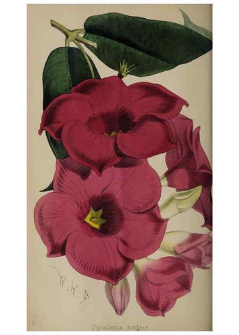 Reproducción/Reproduction 49059989528: The florist and pomologist.. London :""Journal of Horticulture"" Office,1863-1879.. 