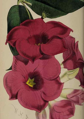 Reproducción/Reproduction 49059989528: The florist and pomologist.. London :""Journal of Horticulture"" Office,1863-1879.. 