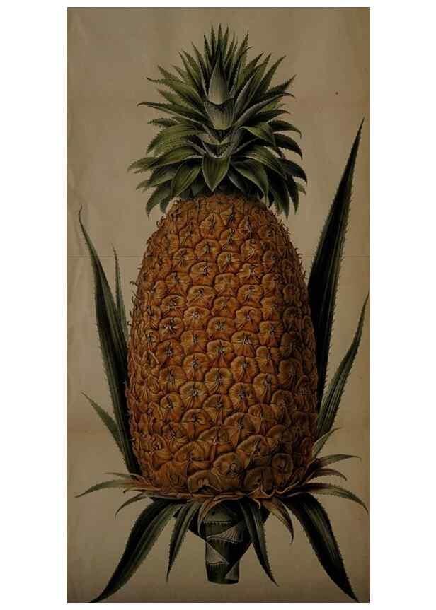 Reproducción/Reproduction 49058860198: The florist and pomologist.. London :""Journal of Horticulture"" Office,1863-1879.. 