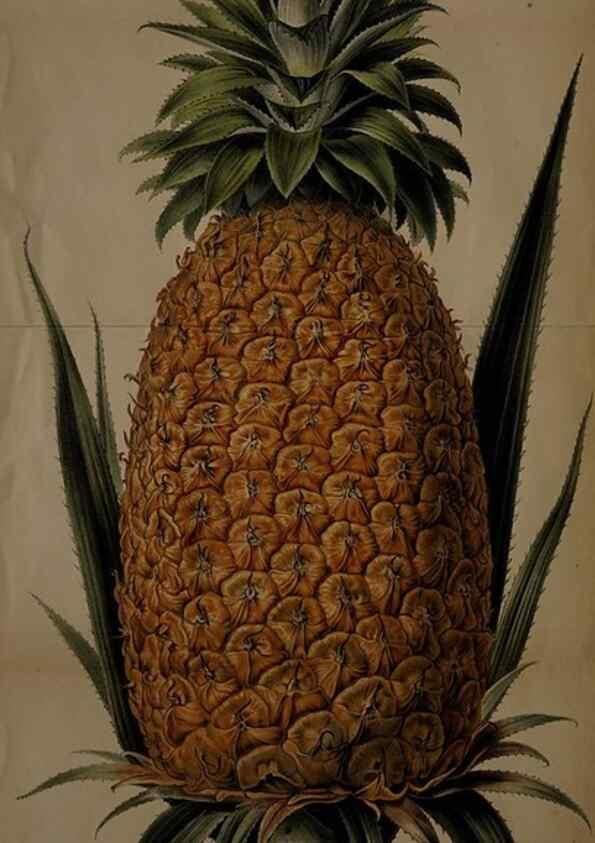 Reproducción/Reproduction 49058860198: The florist and pomologist.. London :""Journal of Horticulture"" Office,1863-1879.. 