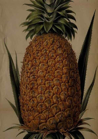Reproducción/Reproduction 49058860198: The florist and pomologist.. London :""Journal of Horticulture"" Office,1863-1879.. 