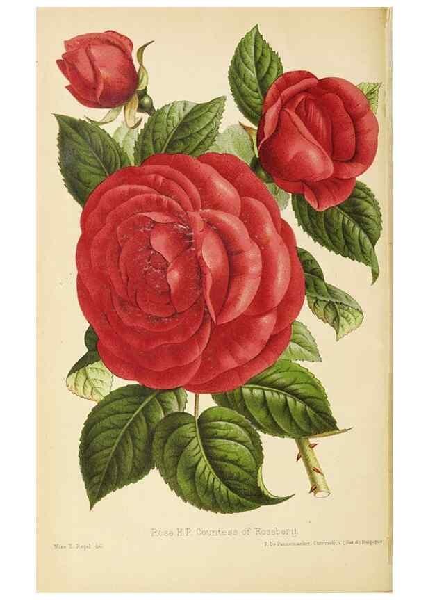 Reproducción/Reproduction 49059596102: The florist and pomologist.. London :""Journal of Horticulture"" Office,1863-1879.. 