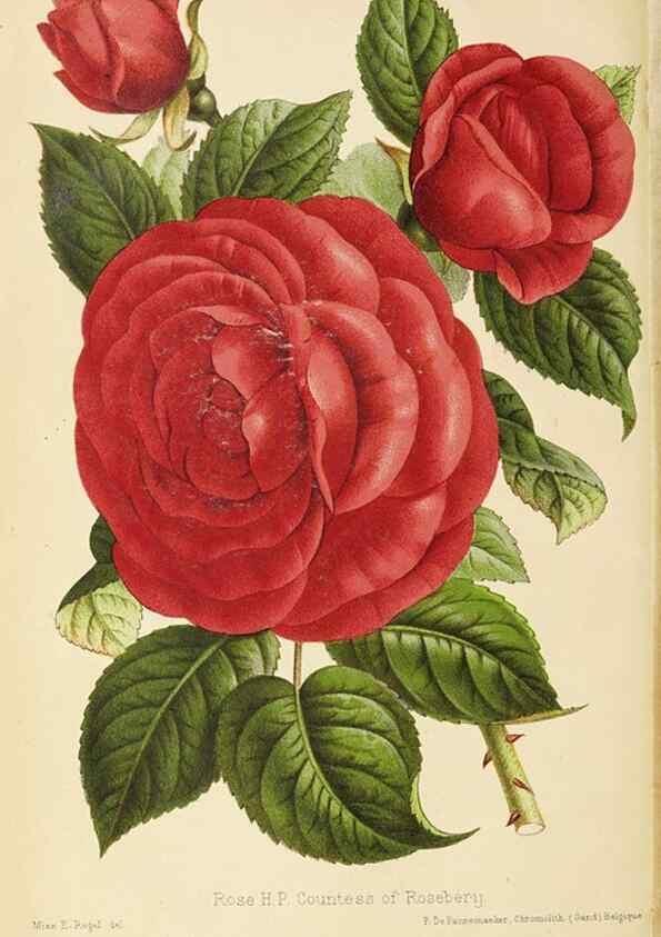 Reproducción/Reproduction 49059596102: The florist and pomologist.. London :""Journal of Horticulture"" Office,1863-1879.. 