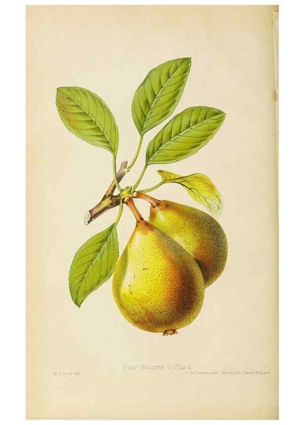 Reproducción/Reproduction 49058860803: The florist and pomologist.. London :""Journal of Horticulture"" Office,1863-1879.. 