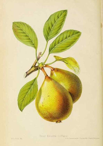 Reproducción/Reproduction 49058860803: The florist and pomologist.. London :""Journal of Horticulture"" Office,1863-1879.. 