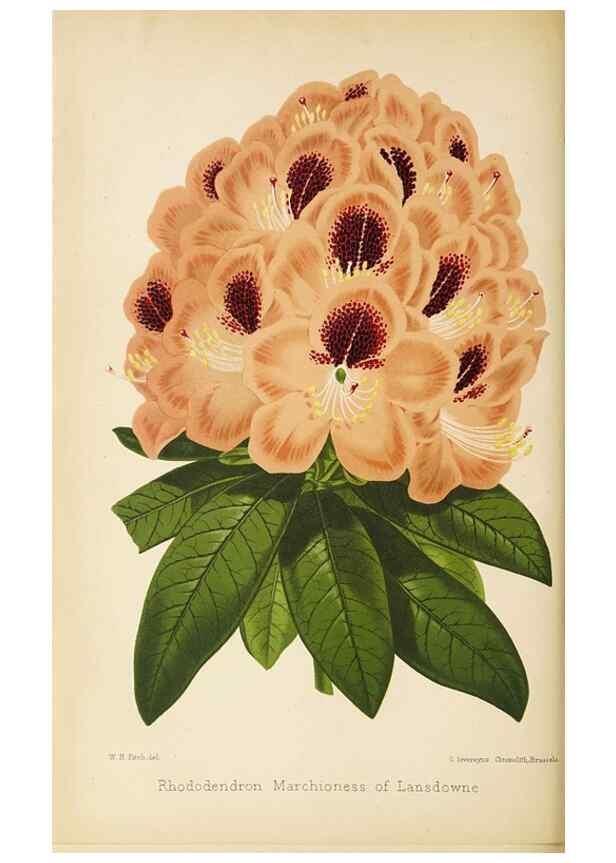 Reproducción/Reproduction 49059372976: The florist and pomologist.. London :""Journal of Horticulture"" Office,1863-1879.. 
