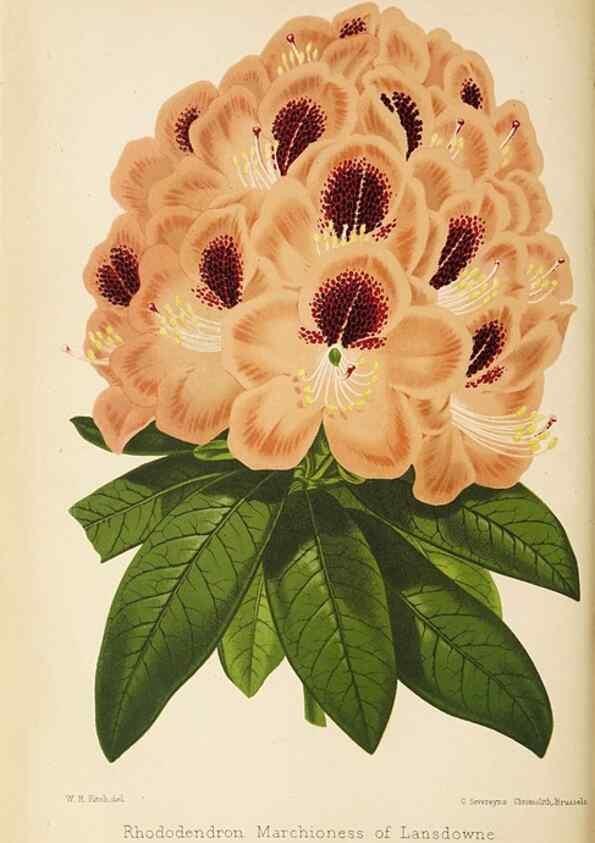 Reproducción/Reproduction 49059372976: The florist and pomologist.. London :""Journal of Horticulture"" Office,1863-1879.. 