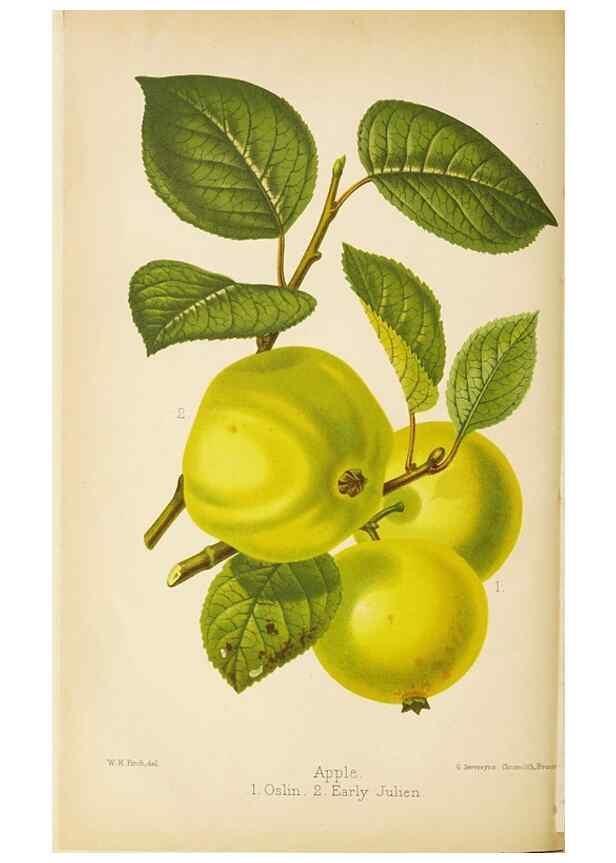 Reproducción/Reproduction 49059373281: The florist and pomologist.. London :""Journal of Horticulture"" Office,1863-1879.. 