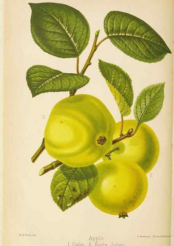 Reproducción/Reproduction 49059373281: The florist and pomologist.. London :""Journal of Horticulture"" Office,1863-1879.. 